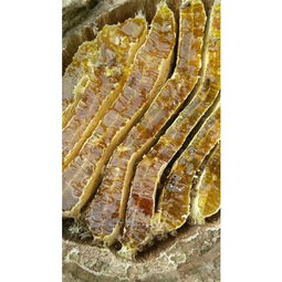 石棉特產高山野生原生態蜂蜜 郵政同石棉政府精準扶貧