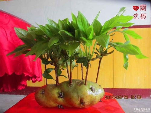 探尋皖西大別山珍寶 原生態精品珍稀映山白與徽菜文化的交融