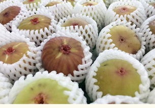 周寧高山原生態(tài)無(wú)花果 從枝頭到舌尖的徽味鮮甜