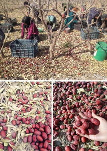 原生態(tài)的甜蜜饋贈(zèng) 新疆若羌灰棗，未清洗的吊干小紅棗