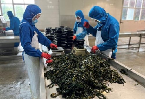 海帶從大變小，產業由弱變強 拼多多助力榮成海帶減損重振，融合原生態徽菜新機遇